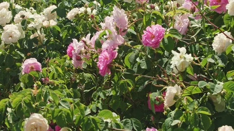 Many  rose stems with unopened buds  Stock-Footage 121558250