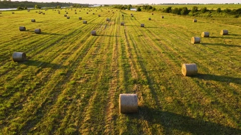 Many round bales all over agricultural field after harvesting in summer evening Video stock 209534201