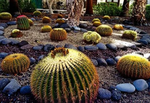 Many round cacti Stock Photos