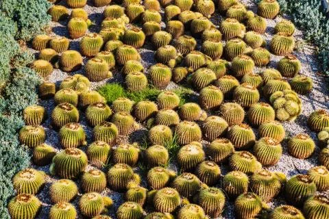 Many round cactuses. View of cactus garden Stock Photos