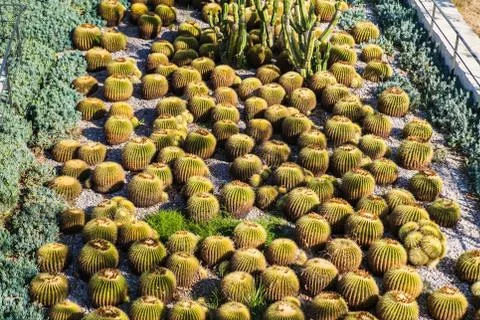 Many round cactuses. View of cactus garden Stock Photos