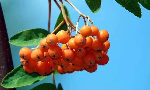 Many rowan berries on tree branches Foto stock