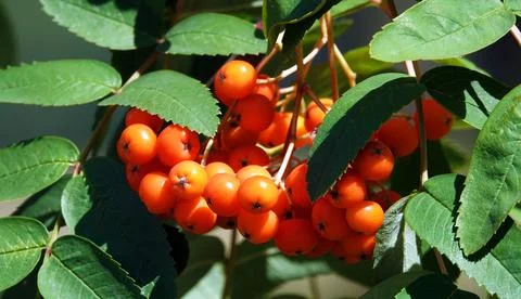 Many rowan berries on tree branches Foto stock