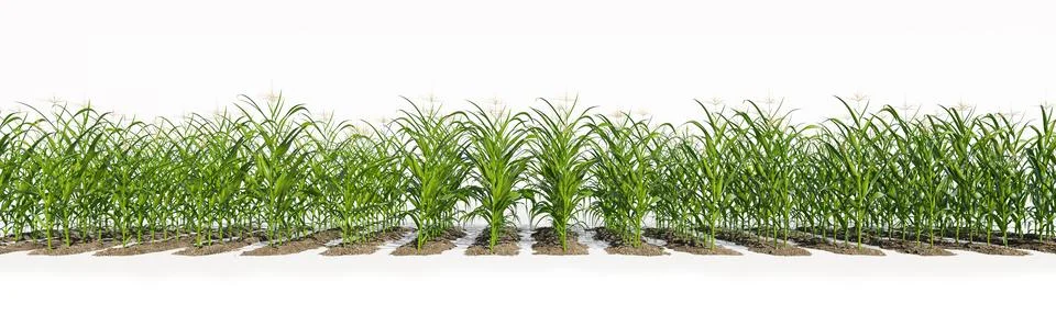 Many rows of corn plants with green cobs on a white background. Corn plant .. Stock Illustration