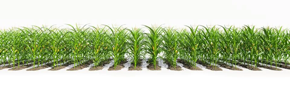 Many rows of corn plants with yellow cobs on a white background. Corn plant.. Stockillustratie