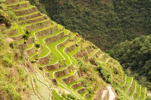 Many rows of rice terraces, fields, paddies on the steep hill above the villa Foto stock
