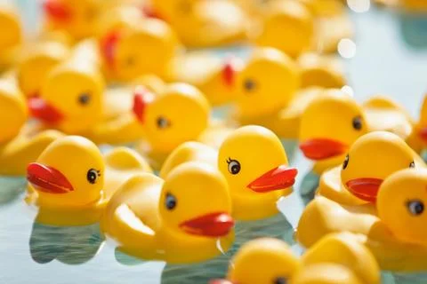 Many rubber ducks floating in pool 스톡 사진