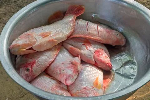 Many ruby fish in silver iron container. Stock Photos