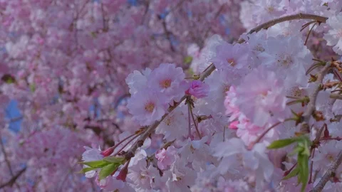 Many Sakura flowers in full bloom Stock Footage 91114332