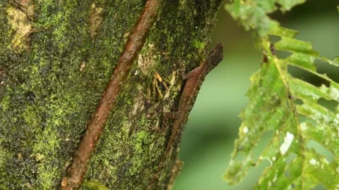 Many-scaled anole or Golfo-Dulce anole - Anolis polylepis, lizard endemic to Cos Stock Footage 157105656