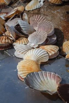 Many scallop shells Stock Photos