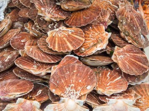 Many scallop shells Stock Photos