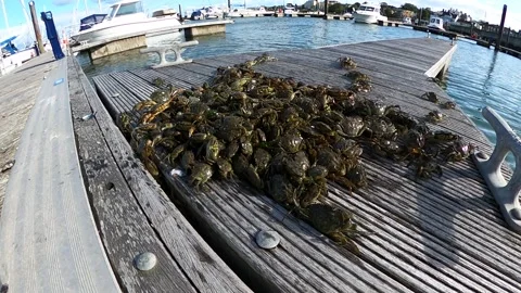 Many sea crabs in the harbor Stock Footage 148598477