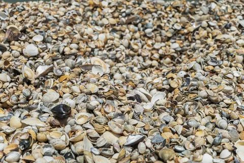 Many sea sharp shells of bivalve on the shore Stock Photos