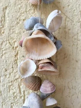 Many sea shells Foto stock