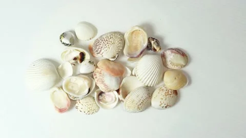 Many of sea shells top view Stock Footage 194984652