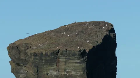 Many Seagull Sitting on Top High Rock Stock Footage 46047819