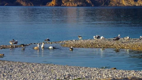 Many seagulls bathing in the sea Stock Footage 219110056