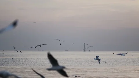 Many seagulls during the sunset. Stock Footage 101108541