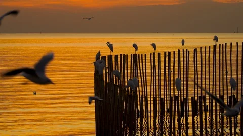 Many seagulls during the sunset Stock Footage 101186439