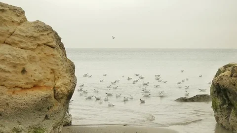 Many Seagulls Floating Stock Footage 72505860