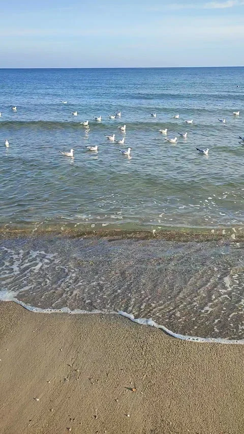 Many seagulls floating sea waves Many birds white seagulls floating surface Stock Footage 291667235