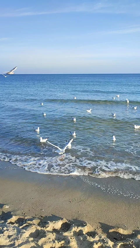 Many seagulls floating sea waves Many birds white seagulls floating surface Stock Footage 292863254