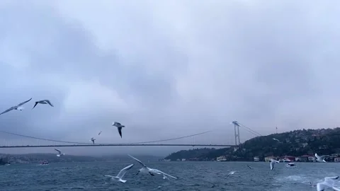 Many seagulls fly against the background of the bridge across the Bosphorus Stock Footage 201890480