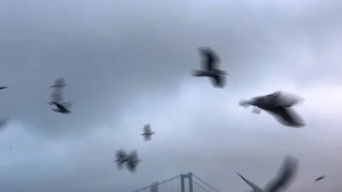 Many seagulls fly against the background of the bridge across the Bosphorus Video stock 203970826