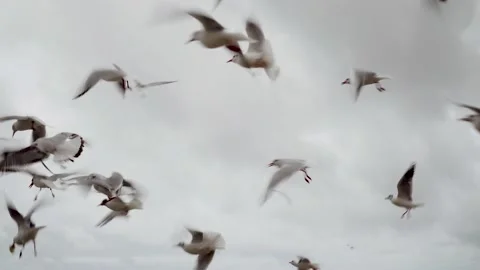 Many seagulls fly against the cloudy sky. Bird flying with background of white Stock Footage 143990625