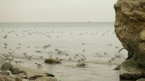 Many Seagulls Fly Stock Footage 72505794