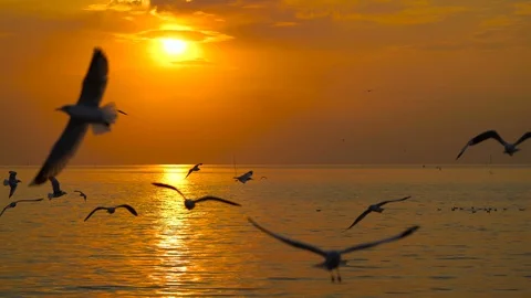 Many seagulls fly in the sky above the sea during the sunset. Stock Footage 101241545