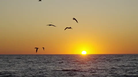 Many seagulls flying around during a golden sunset. Stock Footage 265183025