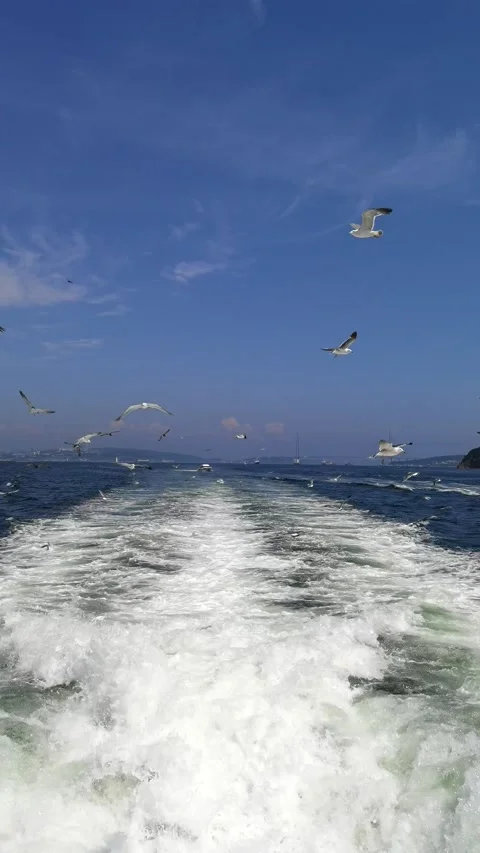 Many seagulls flying behind the boat Stock Footage 158884635