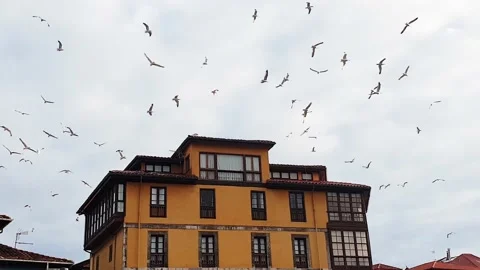 Many seagulls flying in a circle Video stock 140687287