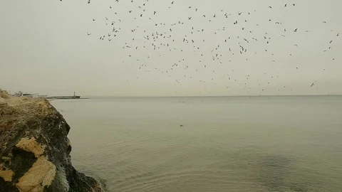 Many Seagulls Flying In a Circle Over the Black Sea Stock Footage 72505916