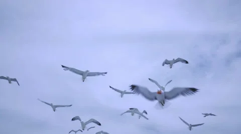 Many seagulls flying in a cloudy sky - poetic feeling Stock Footage 67375636