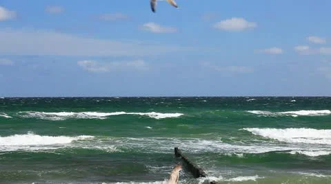 Many seagulls flying in front of blue sky on the German Baltic coast Stock Footage 11136065
