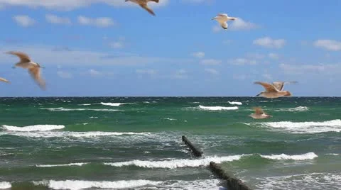Many seagulls flying in front of blue sky on the German Baltic coast Stock Footage 11136084