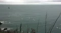 Many seagulls flying over water, filmed from a high cliff, grass in foreground HD Footage
