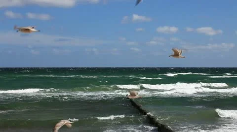 Many seagulls flying in the sky on the Baltic coast Stock Footage 11140099