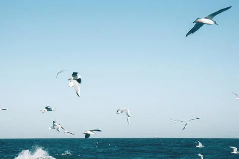 Many seagulls hover in the blue bright sky. Skyline background Stock Photos
