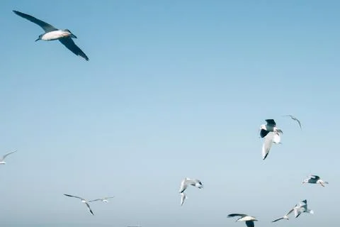 Many seagulls hover in the blue bright sky. Skyline background Stock Photos