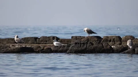 Many Seagulls (Larus bird) Standing On A Stone By The Sea, handheld shot Stock Footage 155244639