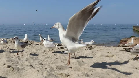 Many seagulls on the sandy seashore Stock Footage 210205564
