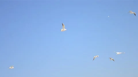Many seagulls in the sky Stock Footage 66262742