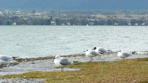 Many seagulls standing and flying on the shore Video stock 679993