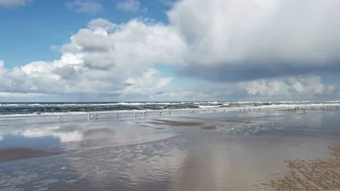 Many seagulls standing on the beach close to the waves of the North sea Stock Footage 228620269