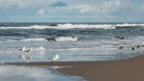 Many seagulls standing on the beach close to the waves of the North sea Video stock 228620593