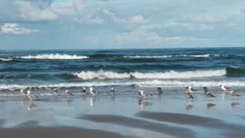 Many seagulls standing on the beach close to the waves of the North sea Stock Footage 228620668